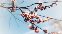 Apreldə havanın temperaturu iqlim normasından yuxarı olub