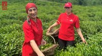 Mövsümün ilk çay YIĞIMINA başlandı - Masallının çay plantasiyasından FOTOREPORTAJ