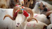 Qurban bayramı ilə bağlı qaydalar AÇIQLANDI