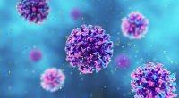 4 il əvvəl "hantavirus"la bağlı edilən paylaşım viral oldu - FOTO