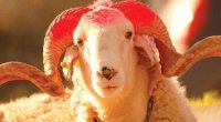 Qurban bayramı ilə bağlı vətəndaşlara ÇAĞIRIŞ
