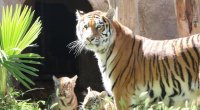 Bakı Zooloji Parkında Amur pələnginin balaları dünyaya gəldi &ndash; FOTO
