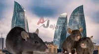 Azərbaycana çoxlu sayda SİÇAN-SİÇOVUL GƏTİRİLİR