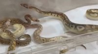 Evdən 42 ilan tapıldı &ndash; FOTO
