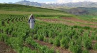 Şəhərdən kəndə köçüb, təsərrüfat YARATDI &ndash; Məhsulun kiloqramını 100 manatdan baha satır &ndash; FOTO