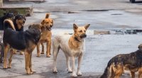&ldquo;Balalar hürdü, ana da cumdu üstümə, 3 it başladılar məni parçalamağa&rdquo; - VİDEO