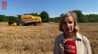 Əkin sahələri artsa da, məhsuldarlıq azalıb... &ndash; Xaçmazın taxıl zəmilərindən VİDEOREPORTAJ