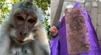 Makaka turistin telefonunu oğurladı - Selfi çəkdi &ndash; FOTO