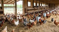 Quş qripi sürətlə YAYILIR &ndash; Yüzminlərlə toyuq tələf oldu