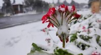 Bu ərazilərə qar yağıb - FAKTİKİ HAVA