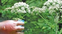 Həm dərmandır, həm də dərd: Bağ-bağatınızdakı bu bitkini yalın əllə yığmayın, TƏHLÜKƏLİDİR – FOTO