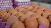 Almaniyada "yumurta böhranı": Marketlər satışa limit qoydu