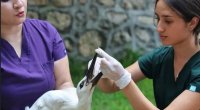 Vəhşi heyvanlar harada və necə MÜALİCƏ olunur? &ndash; Çoxlarının bilmədiyi PROSES
