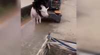 Çində zooparkdakı heyvanları sel apardı - VİDEO