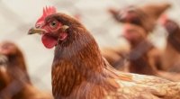 Vətəndaşların həyətlərində saxladığı toyuqlar da vaksin olunacaq? &ndash; RƏSMİ AÇIQLAMA