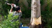 Həyətindəki ağacı kəsən şəxs cərimə oluna bilər?