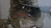 Sakinlər onun xilası üçün nazirliyə zəng etdilər&ndash; Video