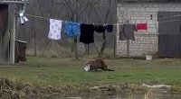 Polşada qeyri-adi hadisə: Qunduz kişinin alt paltarını oğurladı
