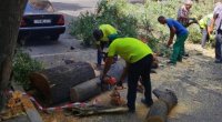 Bakıda sınan ağaclar yollardan götürüldü&ndash; FOTO