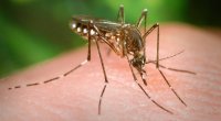 Ağcaqanadlar vasitəsilə yayılan infeksiyalarla bağlı epidemioloji vəziyyət AÇIQLANDI