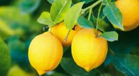 Azərbaycanda limonun qiyməti bahalaşdı - Səbəb nədir?