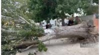 Sumqayıtda ağac peşə liseyinin üzərinə aşdı &ndash; FOTO/VİDEO