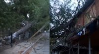 Uşaq bağçasının həyətindəki ağac binanın üstünə aşdı- Video