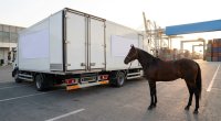 Azərbaycandan iki ölkəyə tonlarla at əti göndərildi &ndash; RƏSMİ