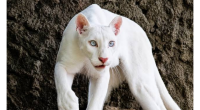 Nadir albinos puma yenidən diqqət mərkəzində &ndash; (Foto)