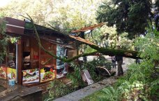 İsmayıllıda ağac kafenin üzərinə aşdı - FOTO