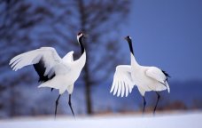Bundan sonra durnalara mahnılar bəstələnib, şeirlər yazılmayacaq: Təhlükə saçırlar!