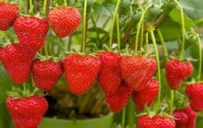 Azərbaycanda qeyri-adi MEYVƏ: Ağacda çiyələk yetişdi - FOTO