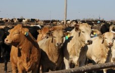 Heyvanlar arasında yayılan dabaq infeksiyası ilə bağlı SON VƏZİYYƏT – RƏSMİ