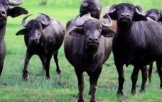 Camışların sayında KƏSKİN AZALMA – Restoranlarda mal əti adı ilə TƏQDİM OLUNUR?