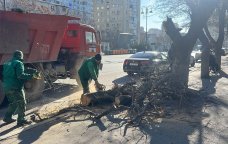 Küləkli havalarda təhlükəsizlik - Qurumuş və əyilmiş ağaclar öncədən KƏSİLİR?