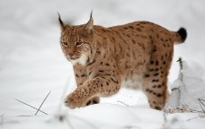 Xocavənddə vəhşi heyvan TƏHLÜKƏSİ - Kənd sakinləri qorxu içində - FOTO