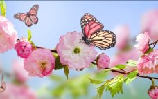 Azərbaycana yaz fəsli BU TARİXDƏ daxil olacaq – Saat AÇIQLANDI