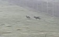 Lənkəran və Masallıda canavar təhlükəsi: Kəndlər təşviş içində -FOTO/VİDEO