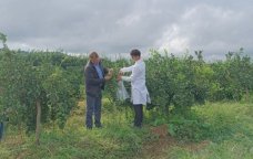 Normadan isti FEVRAL &ndash; Zərərvericilərin sayı ARTIR?