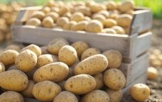 Kartof kəskin BAHALAŞDI – Yeni QİYMƏTLƏR