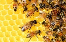 Özbəkistandan Azərbaycana gətirilən arılarda gənə var? - RƏSMİ AÇIQLAMA