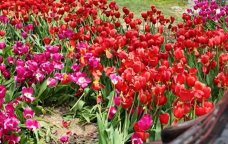 Bulvarda əkilən gülləri kim bu hala salıb? - VİDEO