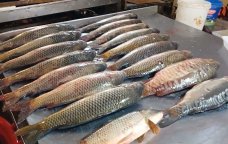 YENİ QƏRAR &ndash; Balıq qiymətləri YÜKSƏLƏCƏK
