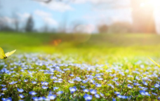 Əsl yaz havası olacaq &ndash; BU TARİXDƏ