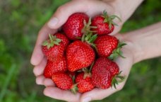 Üzərində bu ləkə olan çiyələyi ALMAYIN &ndash; Zəhərlənə bilərsiniz