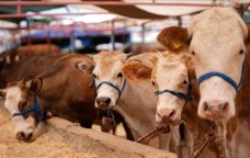 Fermerlərin DİQQƏTİNƏ &ndash; Bu heyvanların bazarda satılmasına icazə VERİLMƏYƏCƏK &ndash; RƏSMİ