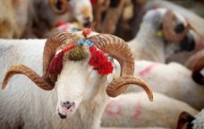 Azərbaycanda Qurban bayramı qeyd edilir