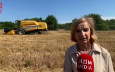 Əkin sahələri artsa da, məhsuldarlıq azalıb... &ndash; Xaçmazın taxıl zəmilərindən VİDEOREPORTAJ