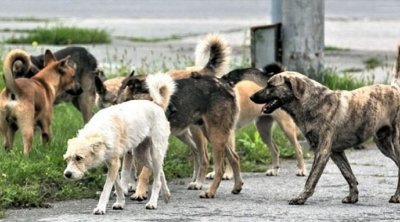 Şagirdlərin kabusu geri QAYIDIR - Məktəb ərazilərində təhlükənin qarşısı alınacaqmı?