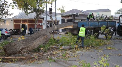 Gəncədə güclü külək irigövdəli ağacları AŞIRDI - FOTO